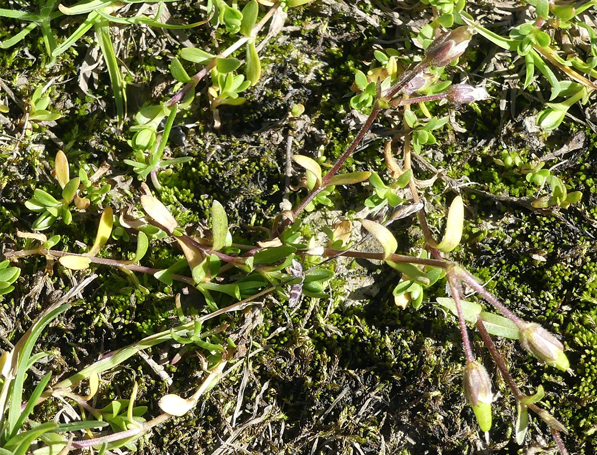 Cerastium cerastoides (Caryophyllaceae)